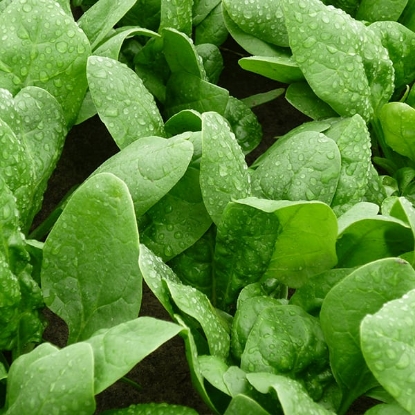 Picture of Spinach Amazon F1